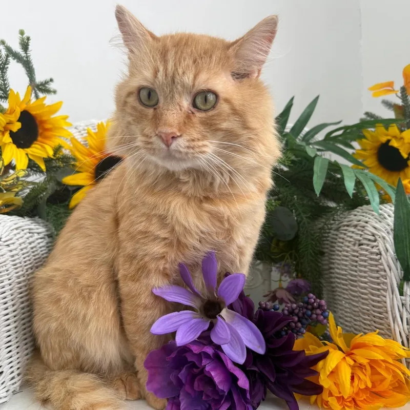 Puff Spring FIV+ thumbnail 4
