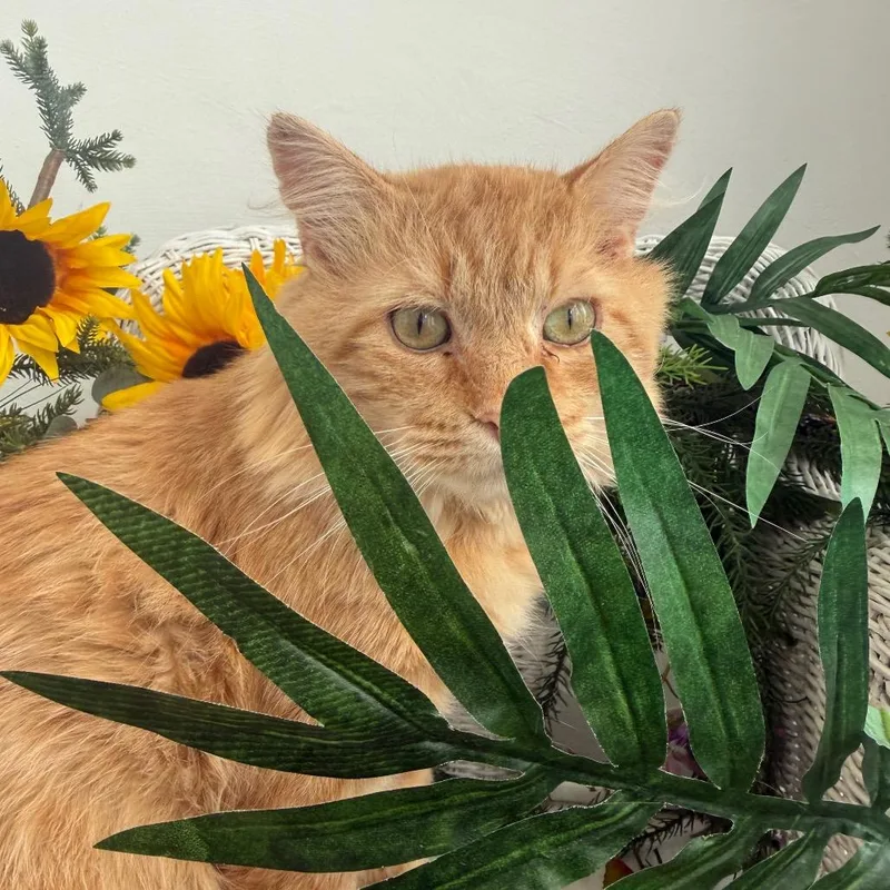Puff Spring FIV+ thumbnail 5