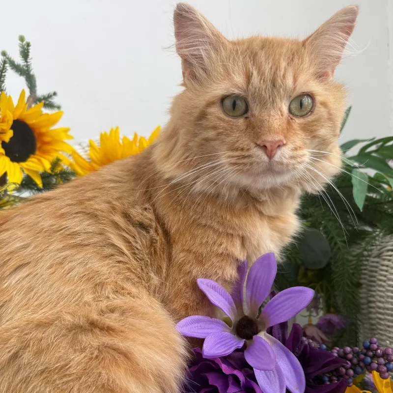 Puff Spring FIV+ thumbnail 6
