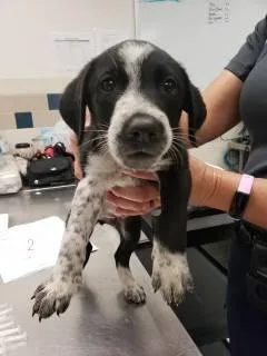 A baby medium-sized male Black Australian Cattle Dog / Blue Heeler dog named Badger for adoption in Allen, TX