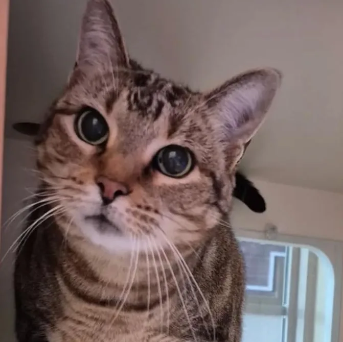 A senior large-sized female Domestic Short Hair cat named Sam for adoption in Fort Worth, TX