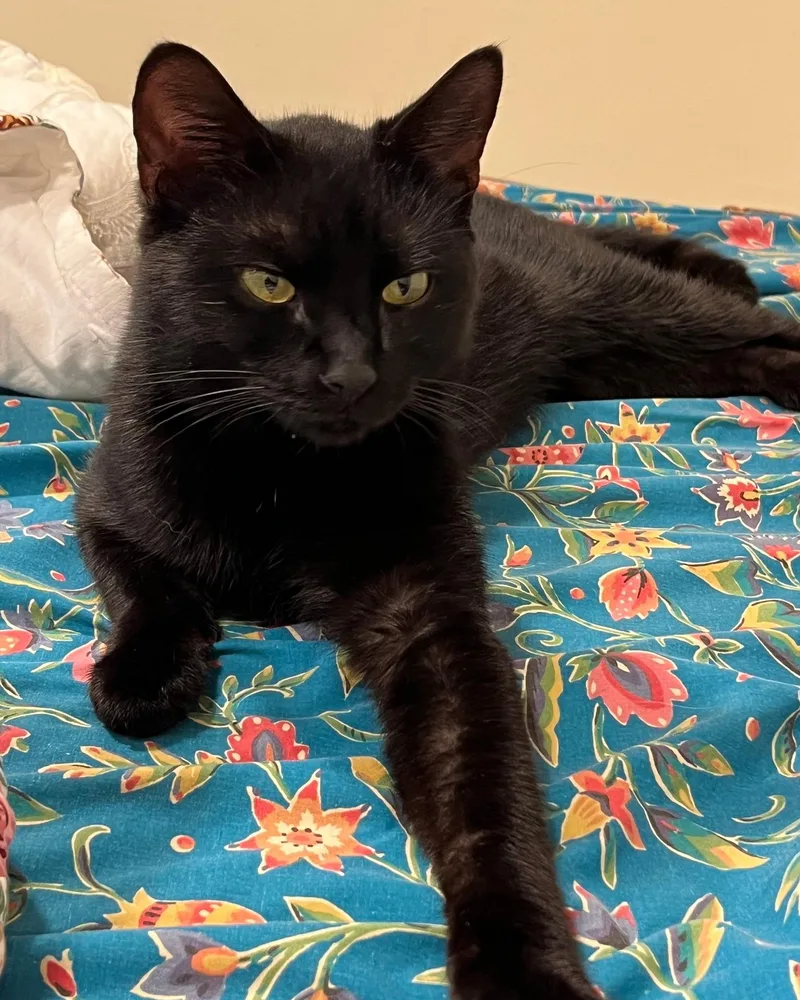A young medium-sized male Black Domestic Short Hair cat named Joe Black for adoption in Bridgeport, CT
