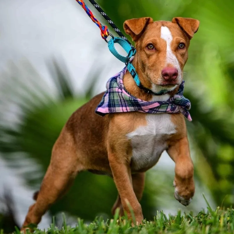 A baby medium-sized female Vizsla dog named Sadie Lou for adoption in Longview, TX