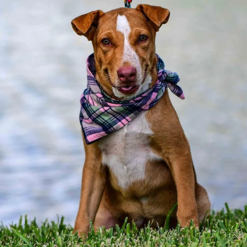 Sadie Lou thumbnail 2