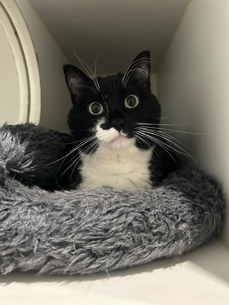 An adult medium-sized female Domestic Short Hair cat named Kirby for adoption in Ashland, WI