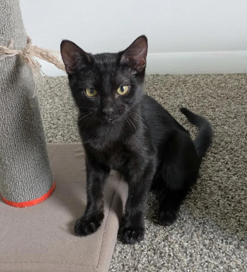 A baby medium-sized male Black Domestic Short Hair cat named Frisbee for adoption in Parkville, MO