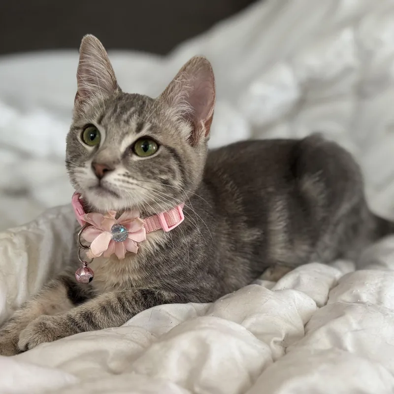 A baby small-sized female Tabby (Gray / Blue / Silver) Domestic Short Hair cat named Penny for adoption in Orange, CA