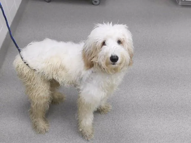 A young medium-sized female Old English Sheepdog dog named Drift for adoption in Omaha, NE