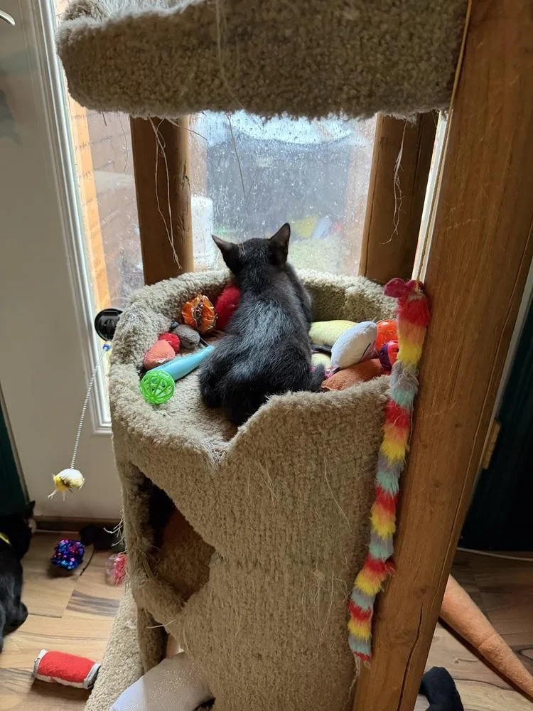 A baby small-sized male Domestic Short Hair cat named Lucky for adoption in Bellingham, WA