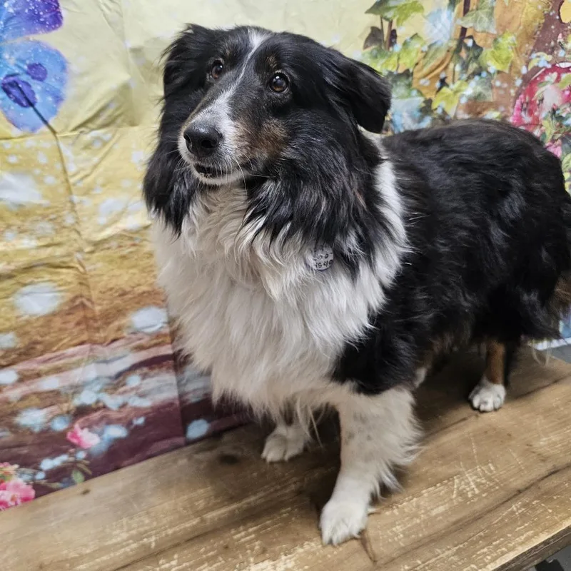 A senior medium-sized female Brown / Chocolate Shetland Sheepdog / Sheltie dog named Brandi for adoption in Normal, IL