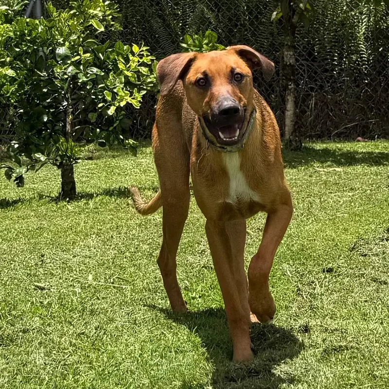 A young medium-sized male Mixed Breed dog named Nature Litter: River for adoption in Keaau, HI