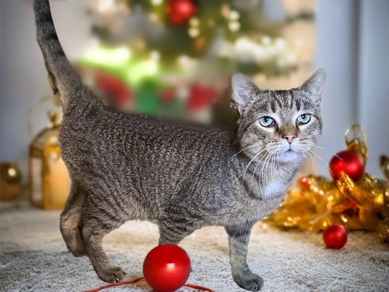 Squirrel thumbnail 2