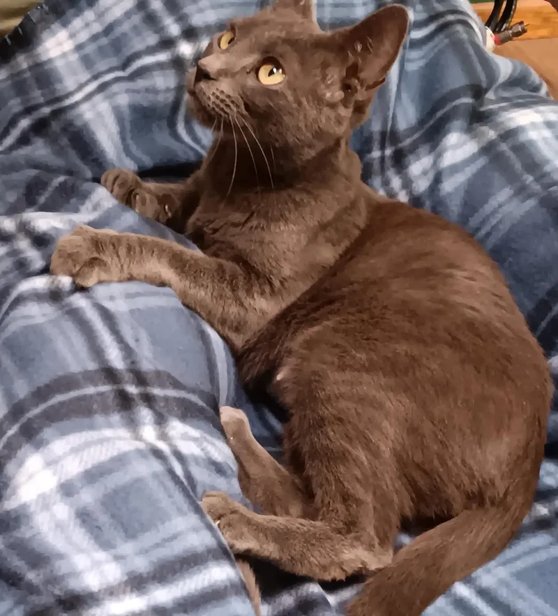 A baby medium-sized female Gray / Blue / Silver Russian Blue cat named Misty for adoption in Springfield, OR