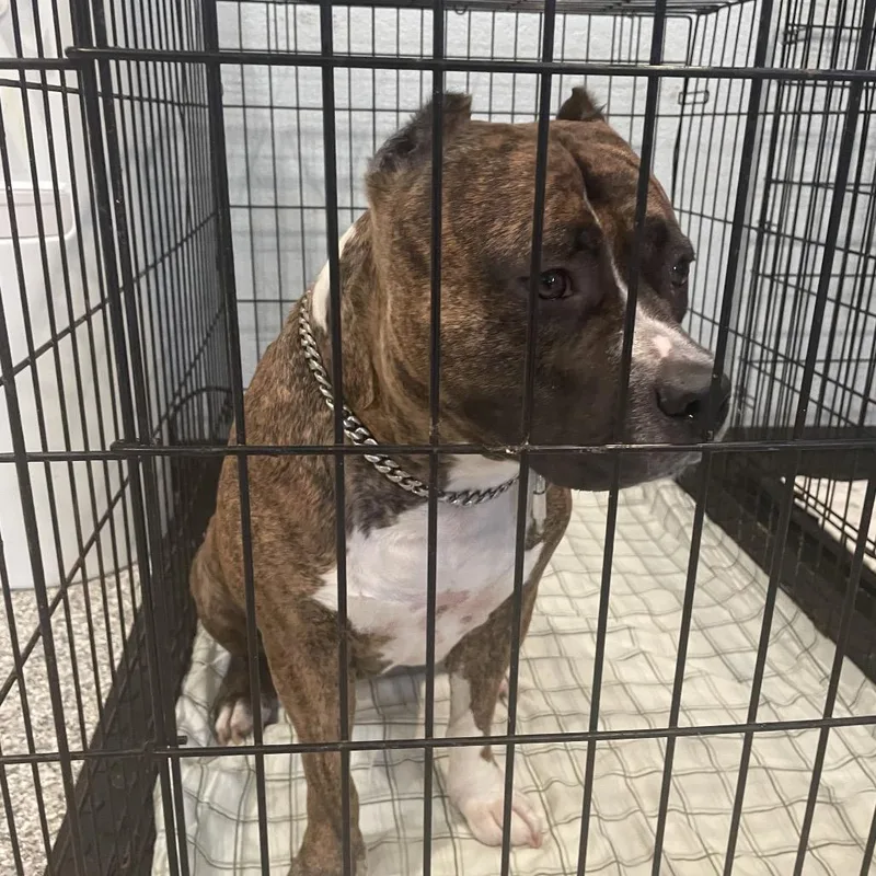 An adult large-sized female Brindle English Bulldog dog named Shortcake for adoption in Port Charlotte, FL