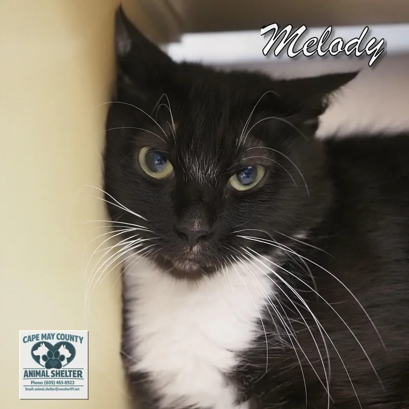 A young medium-sized female Domestic Short Hair cat named Melody for adoption in Cape May Court House, NJ