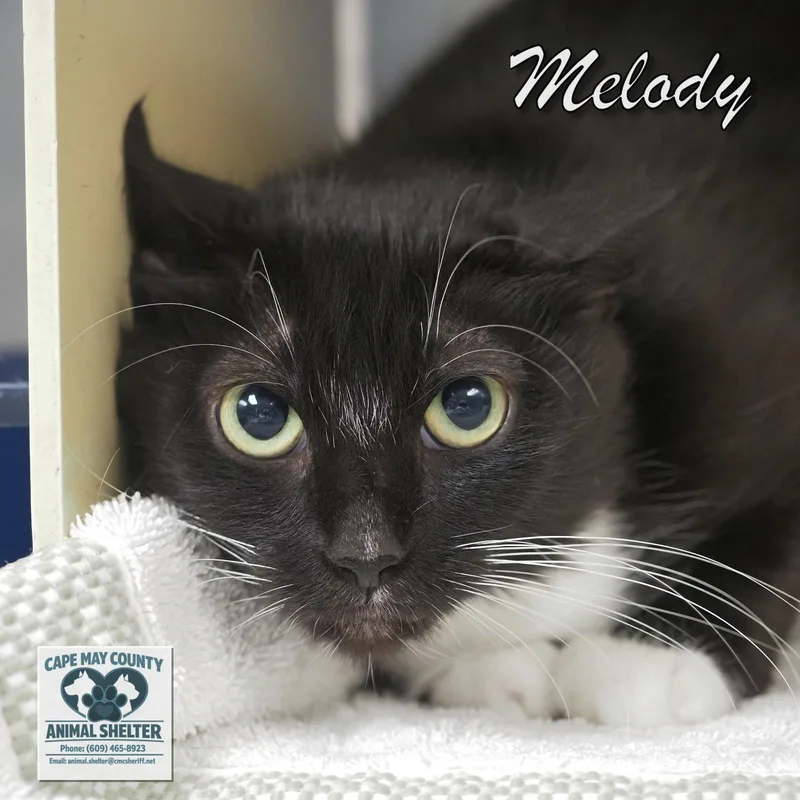 Melody thumbnail 2
