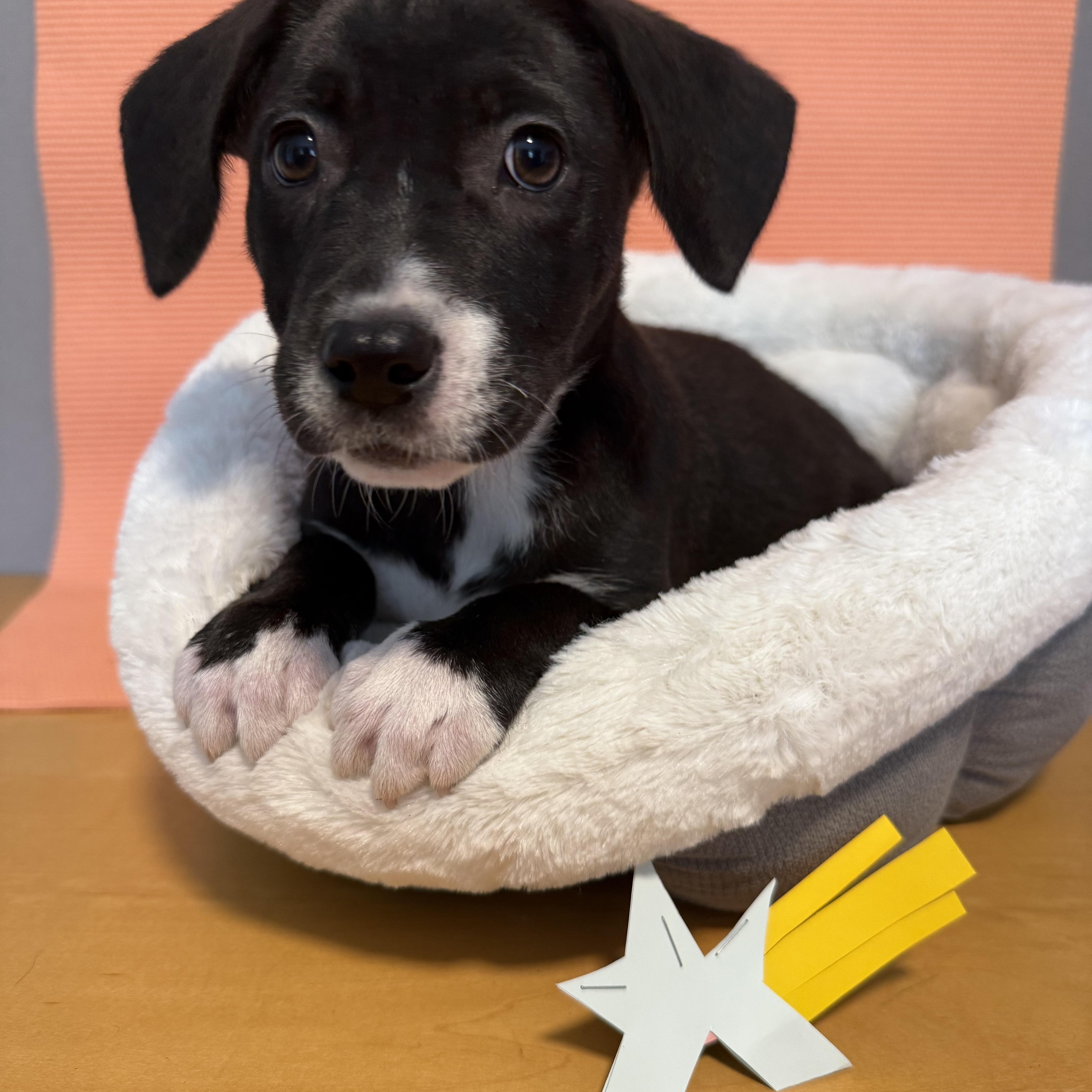 A young medium-sized female Black Labrador Retriever dog named Laperm for adoption in Newberg, OR