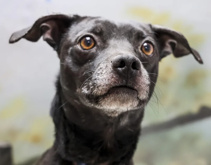 A young medium-sized male Black Mixed Breed dog named Butch for adoption in Casa Grande, AZ