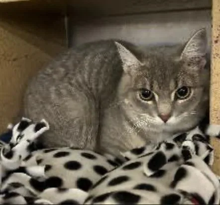 A baby medium-sized male Tabby (Gray / Blue / Silver) Domestic Short Hair cat named Thisbe for adoption in Cincinnati, OH