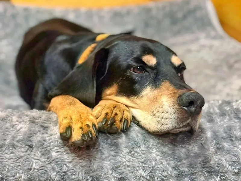 An adult large-sized female Bluetick Coonhound dog named Nana for adoption in Leawood, KS