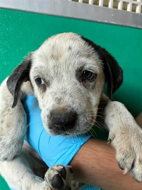 A baby small-sized female Australian Cattle Dog / Blue Heeler named A for adoption in Visalia, CA