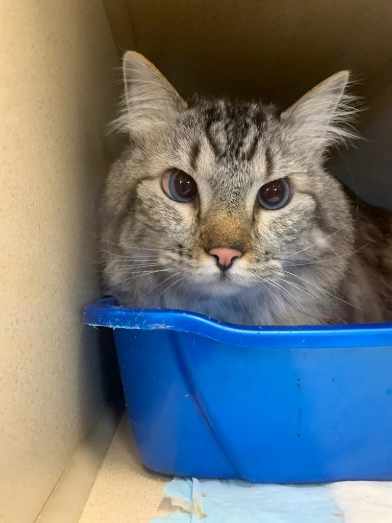 An adult large-sized male Domestic Long Hair cat named Frankie for adoption in Thayne, WY