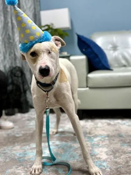 A young small-sized male Terrier dog named Caico for adoption in Cincinnati, OH