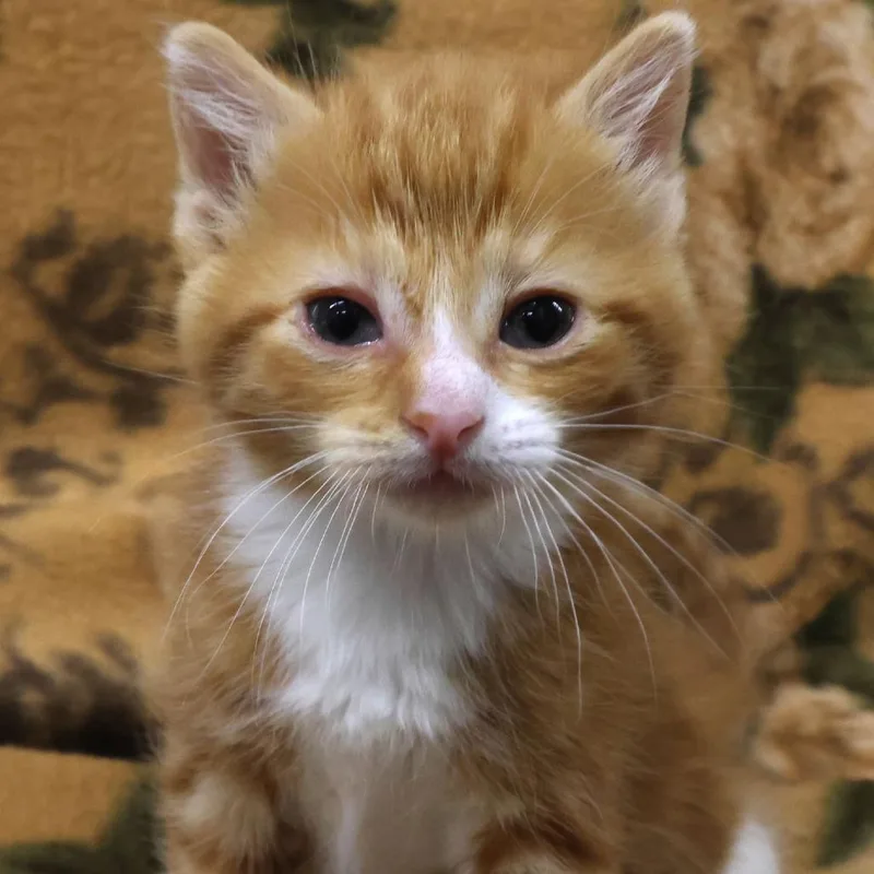 A baby small-sized male Orange / Red Domestic Short Hair cat named Chapo for adoption in Chaska, MN