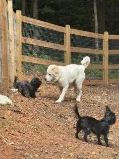 A young extra large-sized male Great Pyrenees dog named Ted Mosby for adoption in Alpharetta, GA