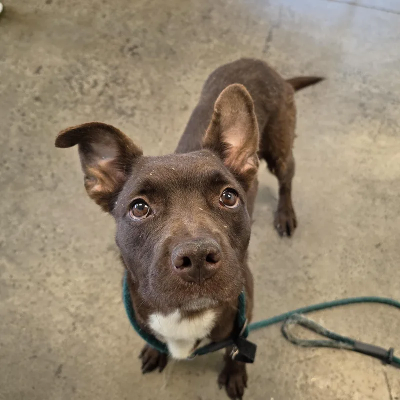 An adult medium-sized female Brown / Chocolate Mixed Breed dog named Rory for adoption in Mishawaka, IN
