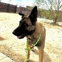 A young large-sized male Yellow / Tan / Blond / Fawn Belgian Shepherd / Malinois dog named Todd for adoption in Stagecoach, NV