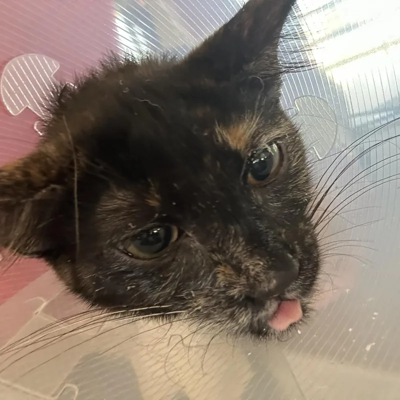 A baby small-sized female Black Domestic Short Hair cat named Reese for adoption in Leander, TX