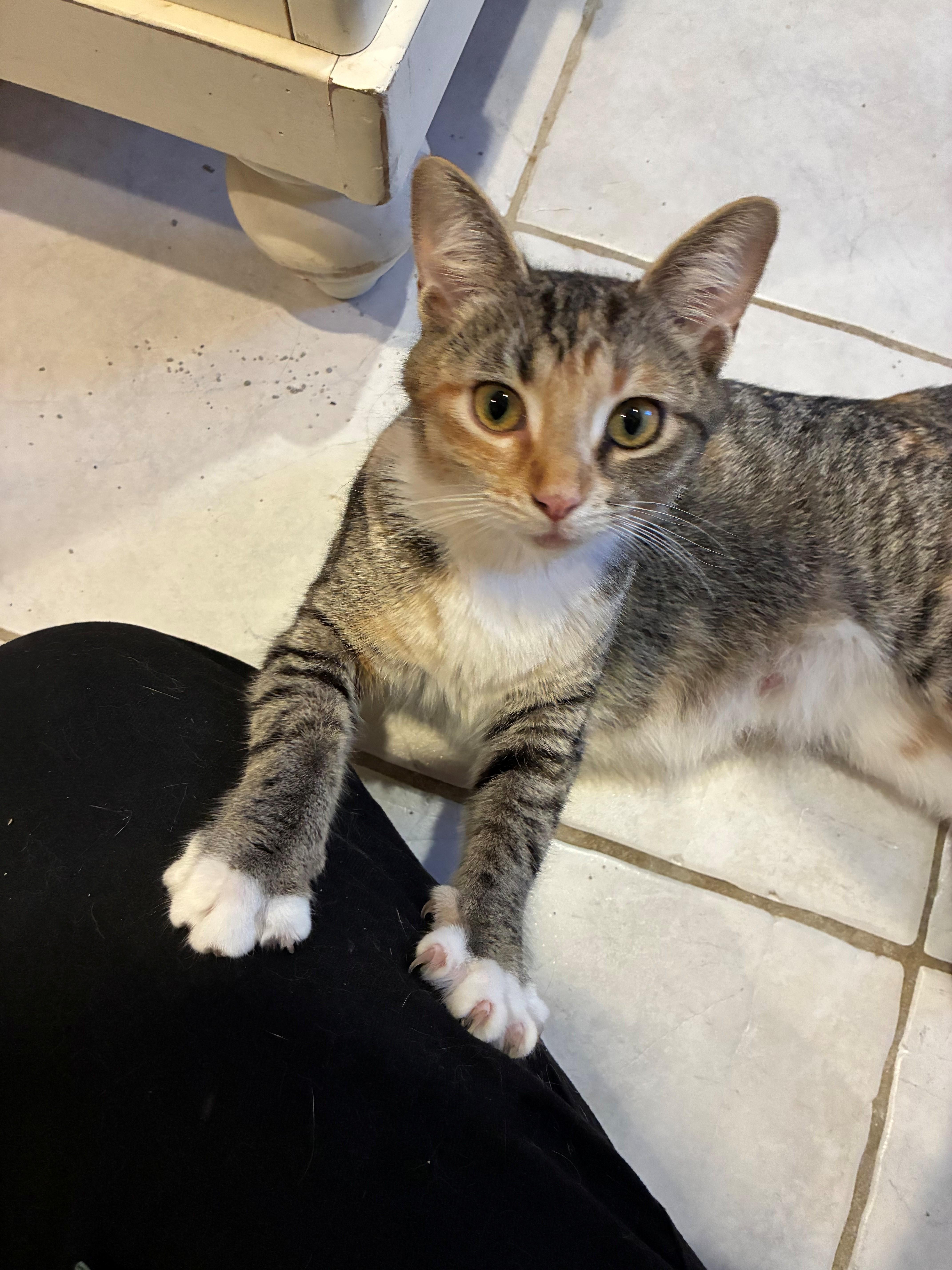 A young medium-sized female Calico Domestic Short Hair cat named Isla for adoption in Maple Shade, NJ