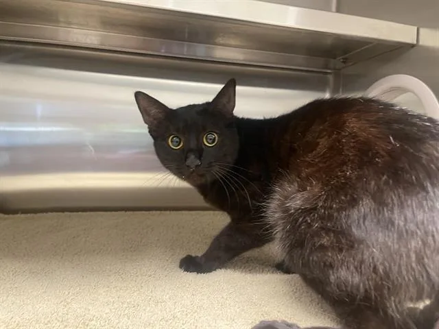 A young medium-sized female Domestic Short Hair cat named Zendaya for adoption in Auburn, CA
