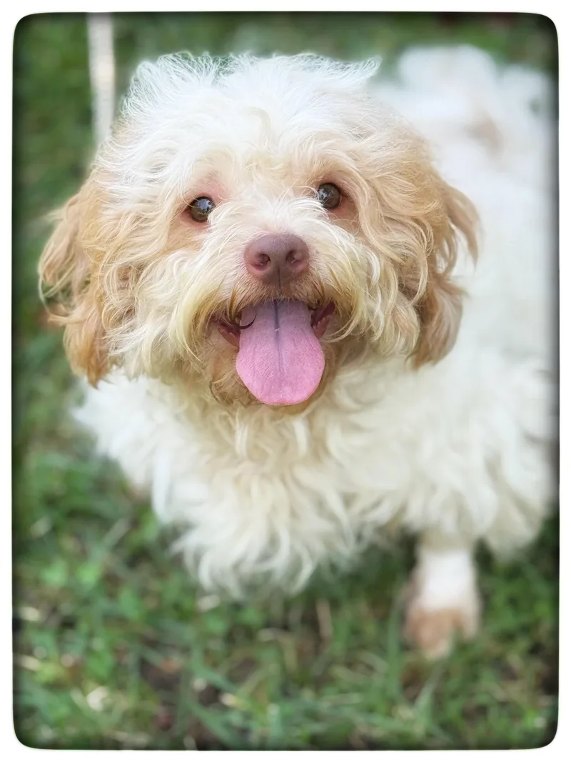 Oliver thumbnail 2