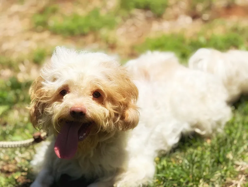 Oliver thumbnail 4