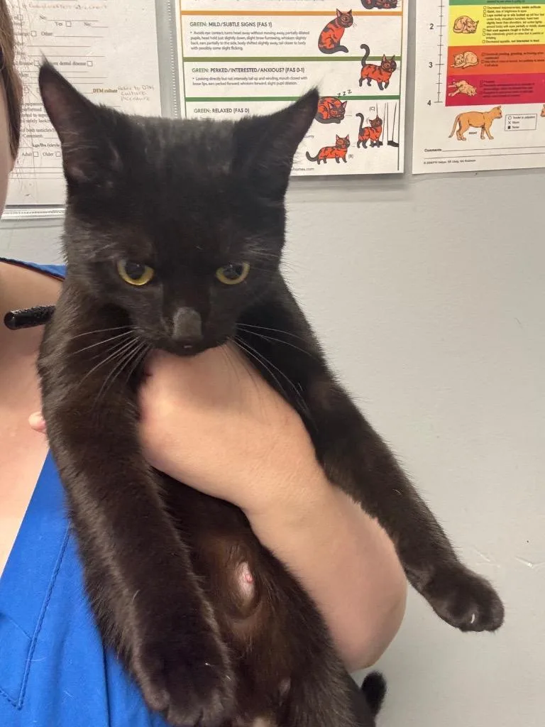 A young medium-sized female Domestic Short Hair cat named Rue for adoption in Bloomington, IN