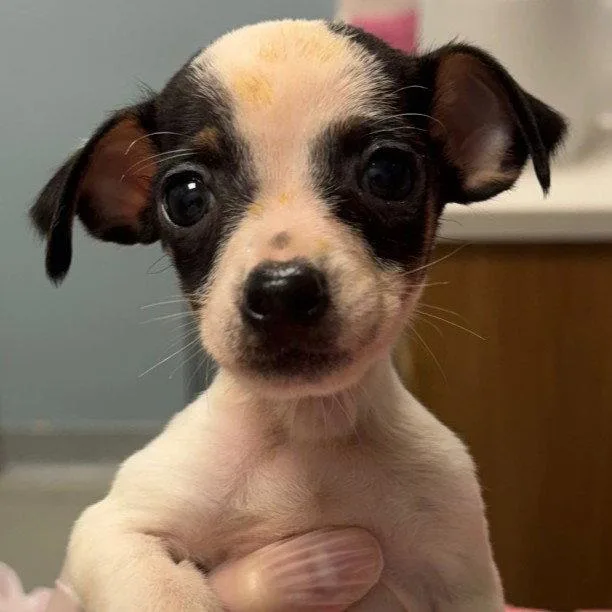 A young small-sized male Chihuahua dog named Squeak for adoption in New Castle, DE