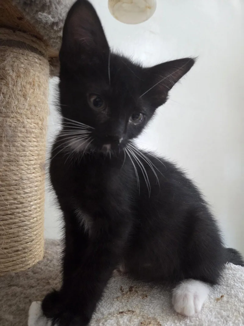 A young medium-sized female Tuxedo cat named Asteroid for adoption in Glendale, AZ