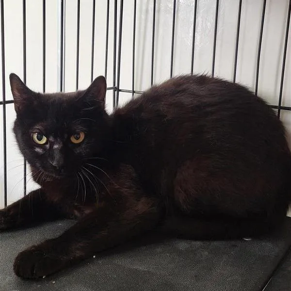 An adult medium-sized female Black Domestic Short Hair cat named Andrea for adoption in Kanab, UT