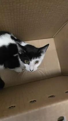 A baby small-sized male Domestic Short Hair cat named Bill for adoption in Wichita, KS