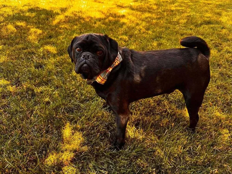 Odin