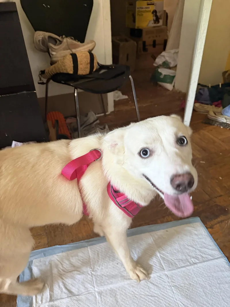 A young medium-sized female Husky dog named Snowy NJ for adoption in Rockaway, NJ