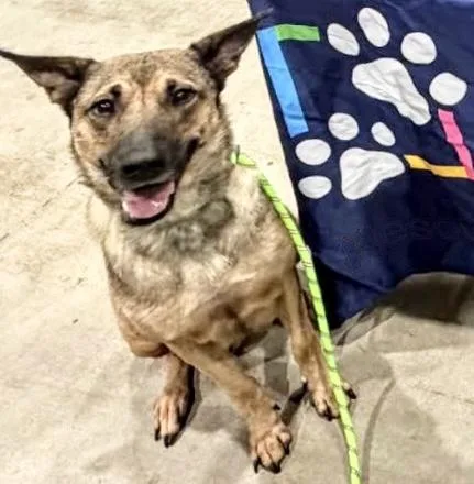 An adult medium-sized female German Shepherd Dog dog named Kyla for adoption in Houston, TX
