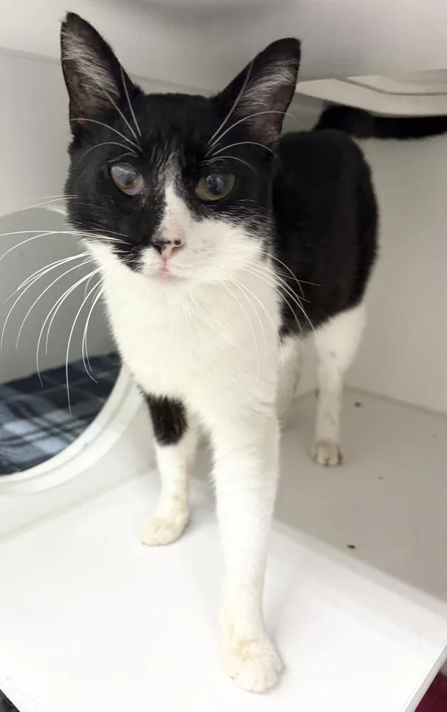 An adult medium-sized female Black & White / Tuxedo Domestic Short Hair cat named Iliza for adoption in Rochester, IN