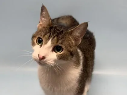 An adult small-sized female Domestic Short Hair cat named Ember Two Socks for adoption in Golden Valley, MN