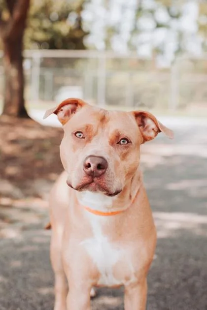 An adult medium-sized male American Staffordshire Terrier dog named B Brutus for adoption in North Charleston, SC
