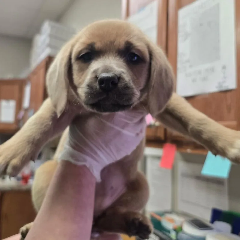 Flower  U thumbnail 2