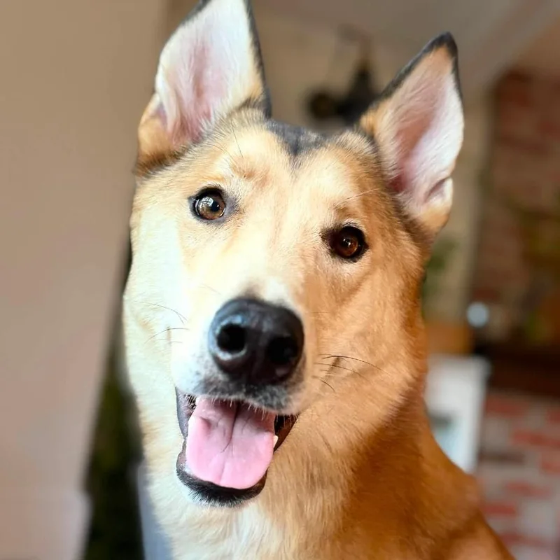 Hank
