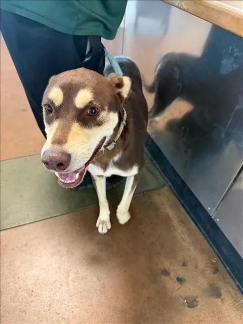 An adult large-sized female Australian Kelpie dog named Carmella for adoption in Van Nuys, CA